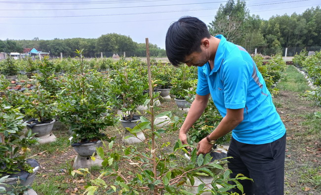 Trồng mai vàng bán Tết, thấy khách mua ngày càng đông, nông dân Bình Định mạnh dạn làm ăn lớn - Ảnh 1.