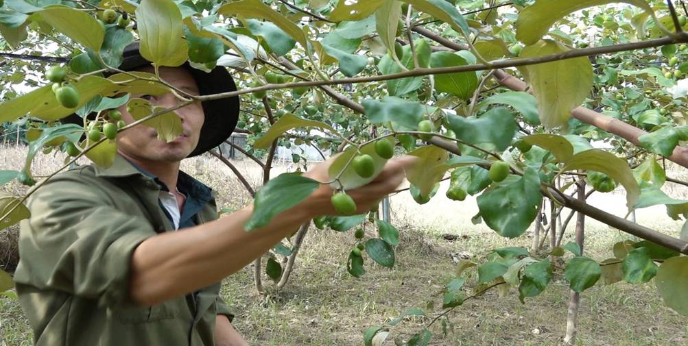 Triển vọng từ mô hình trồng táo đại của anh Nguyễn Trung Tính ở thị trấn Đức Thọ - Ảnh 3.