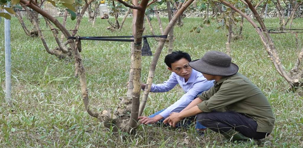 Triển vọng từ mô hình trồng táo đại của anh Nguyễn Trung Tính ở thị trấn Đức Thọ - Ảnh 4.