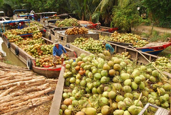 Những điều ít biết về giá trị kinh tế của loài cây đặc trưng của Bến Tre - Ảnh 1.