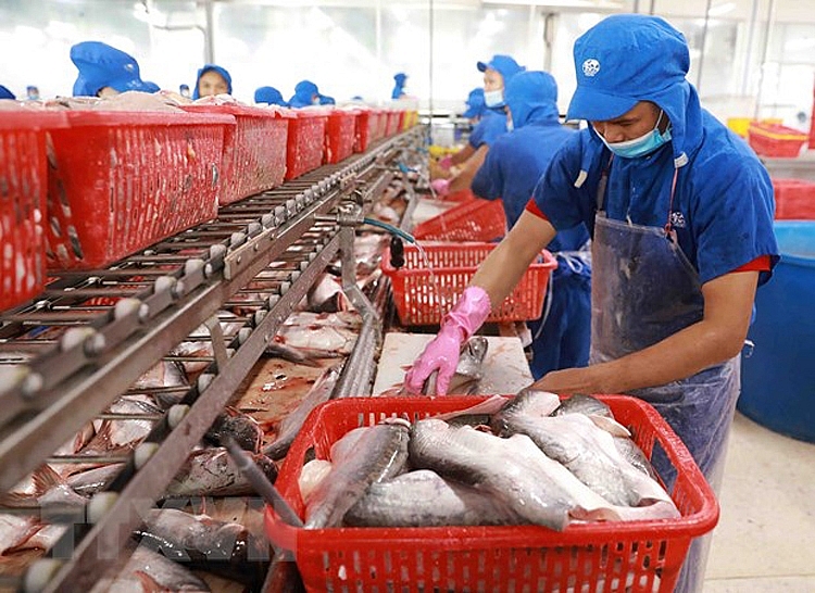 Xuất khẩu cá tra sang Trung Quốc tăng vọt - Ảnh 1.