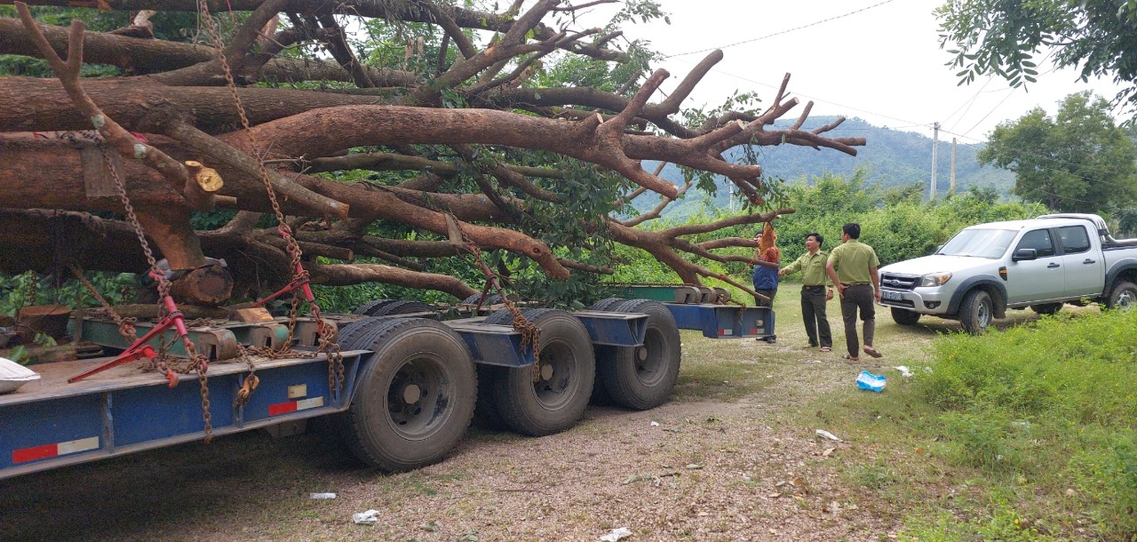 1 tài xế và HTX bị phạt gần 50 triệu đồng vì chở cây &quot;khủng&quot; trên quốc lộ - Ảnh 2.