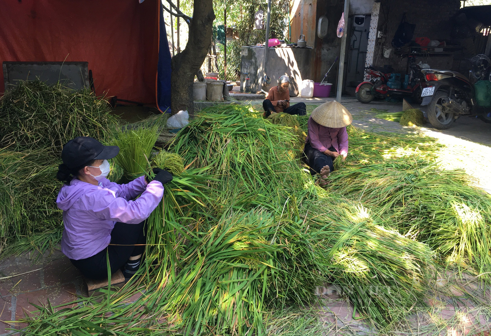 Hà Nội: Nhiều cụ bà cần mẫm nhặt lúa non làm cốm ở Mễ Trì - Ảnh 2.