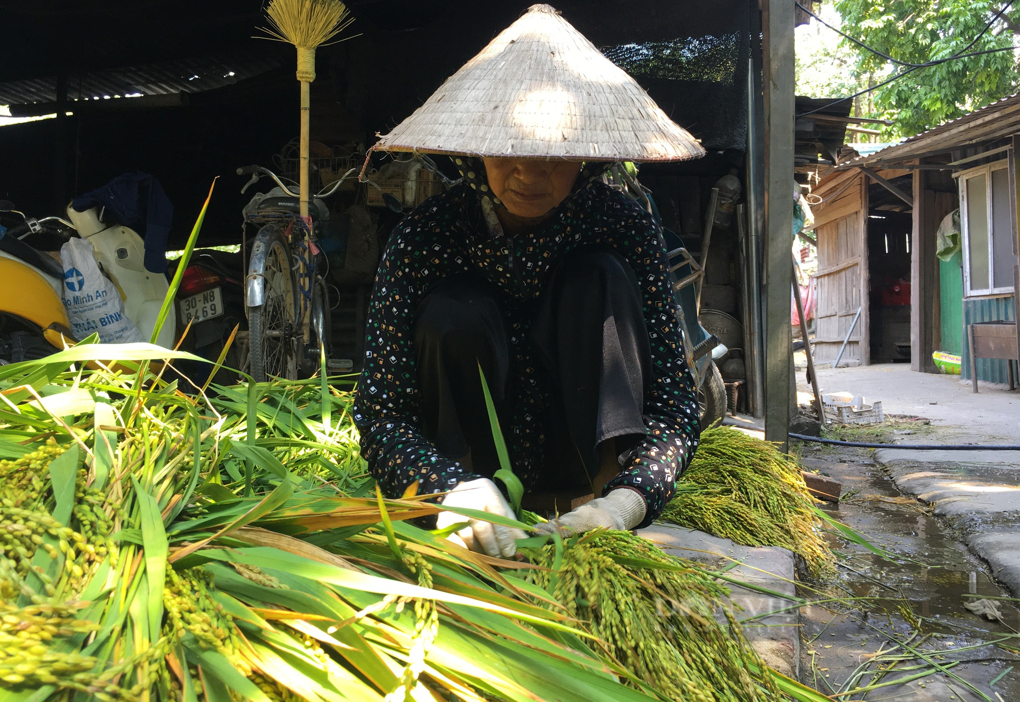 Hà Nội: Nhiều cụ bà cần mẫm nhặt lúa non làm cốm ở Mễ Trì - Ảnh 5.