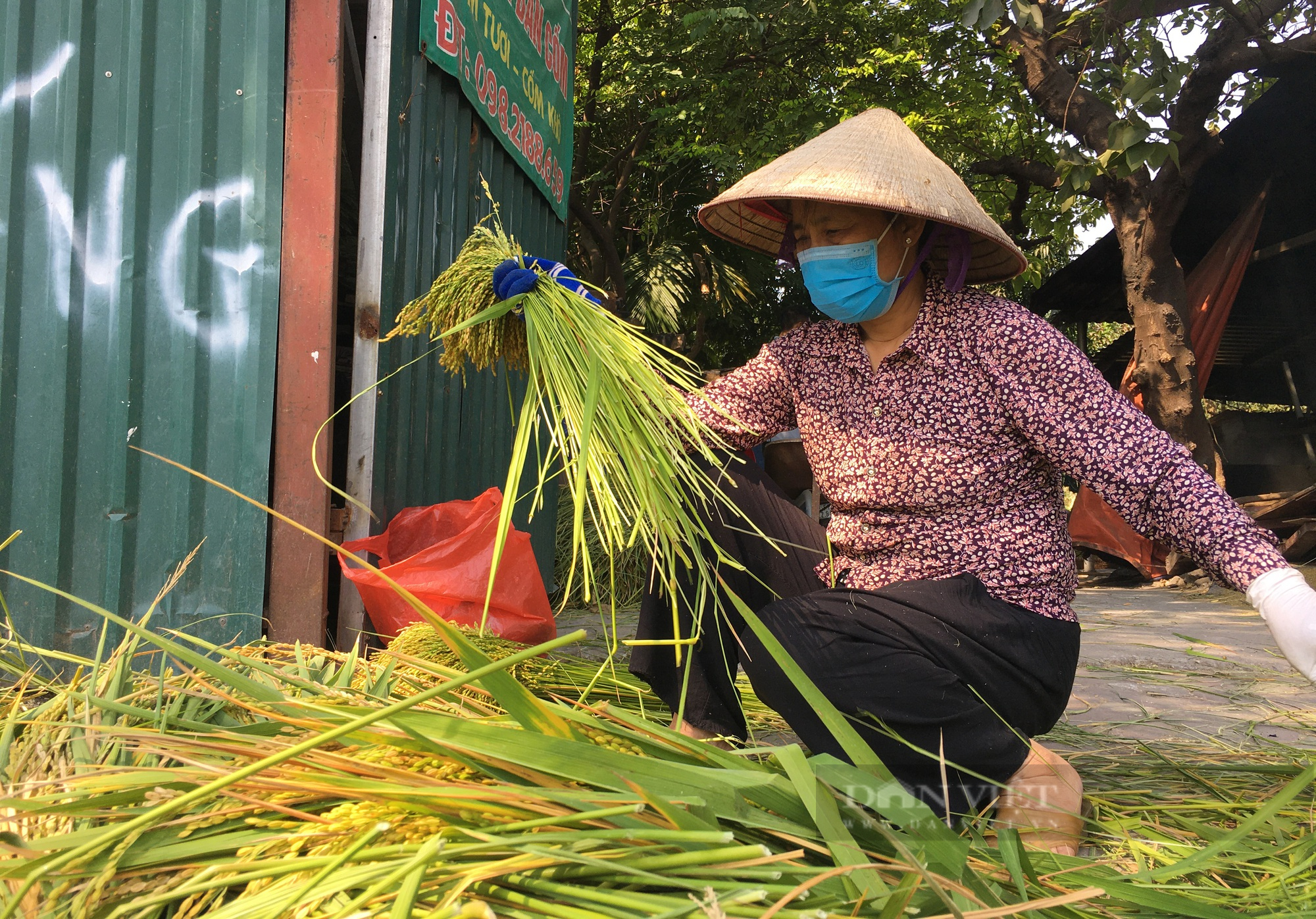 Hà Nội: Nhiều cụ bà cần mẫm nhặt lúa non làm cốm ở Mễ Trì - Ảnh 3.