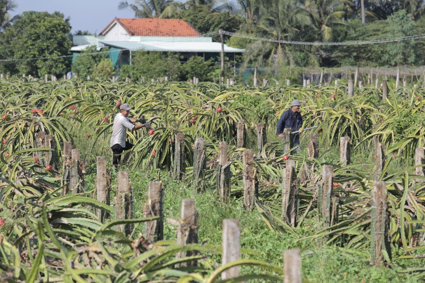 Cám cảnh đời trồng thanh long ở Long An, cây bị chặt hàng loạt, ruộng bỏ hoang - Ảnh 5.