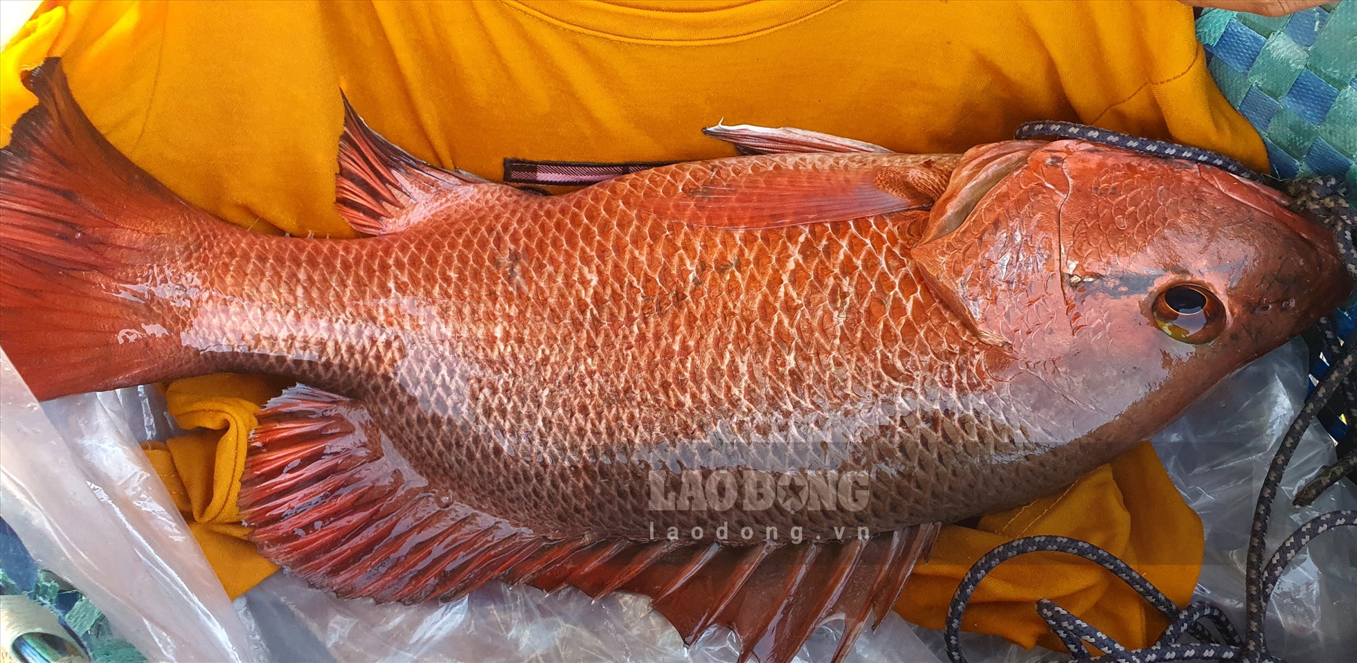 Câu loài cá vược đỏ hay còn gọi là cá răng chó ở chân kè đá nơi sông Hồng đổ ra biển ở Thái Bình - Ảnh 8.