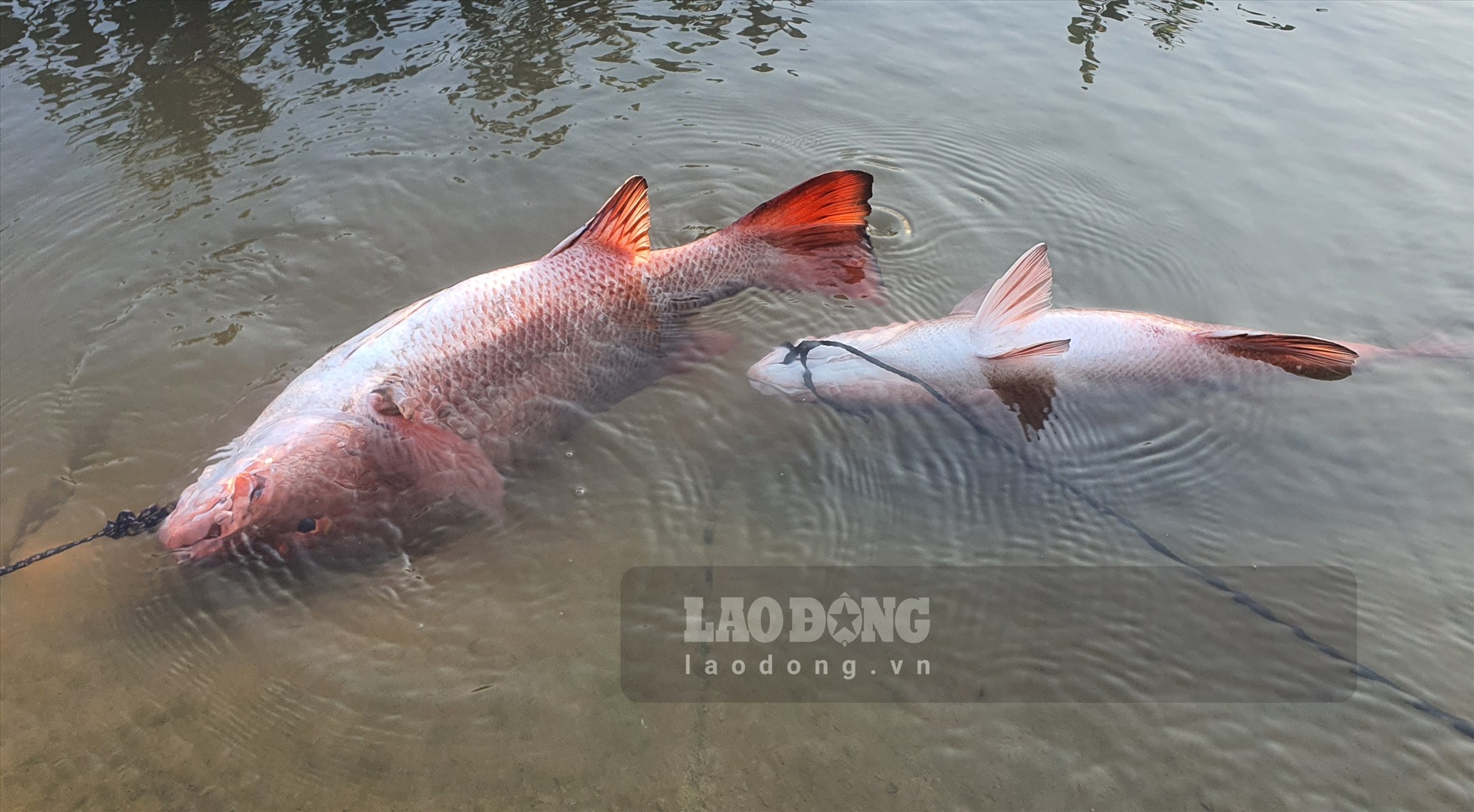 Câu loài cá vược đỏ hay còn gọi là cá răng chó ở chân kè đá nơi sông Hồng đổ ra biển ở Thái Bình - Ảnh 7.