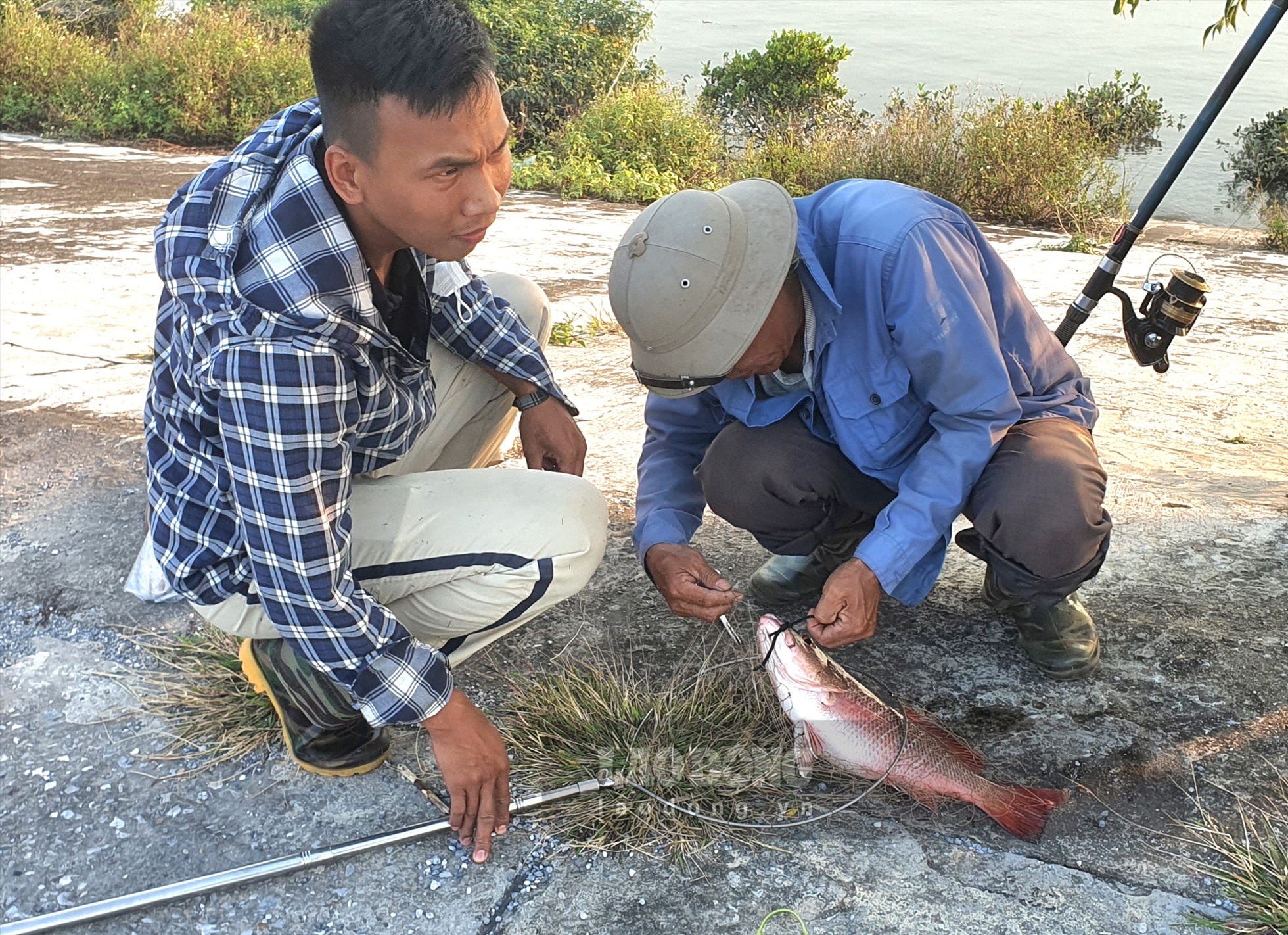Câu loài cá vược đỏ hay còn gọi là cá răng chó ở chân kè đá nơi sông Hồng đổ ra biển ở Thái Bình - Ảnh 5.