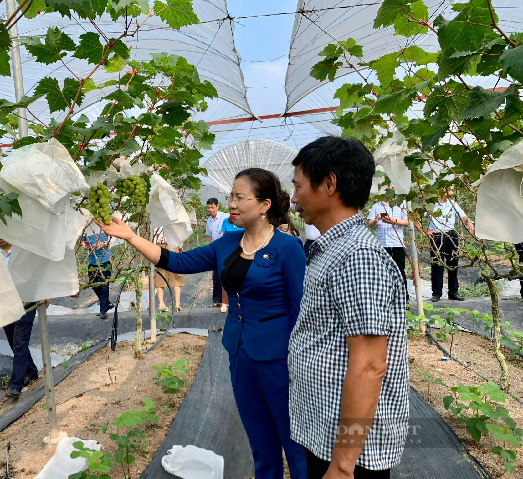 Phó Chủ tịch Hội NDVN Bùi Thị Thơm ấn tượng mô hình trồng nho công nghệ cao của nông dân Hà Nam - Ảnh 3.