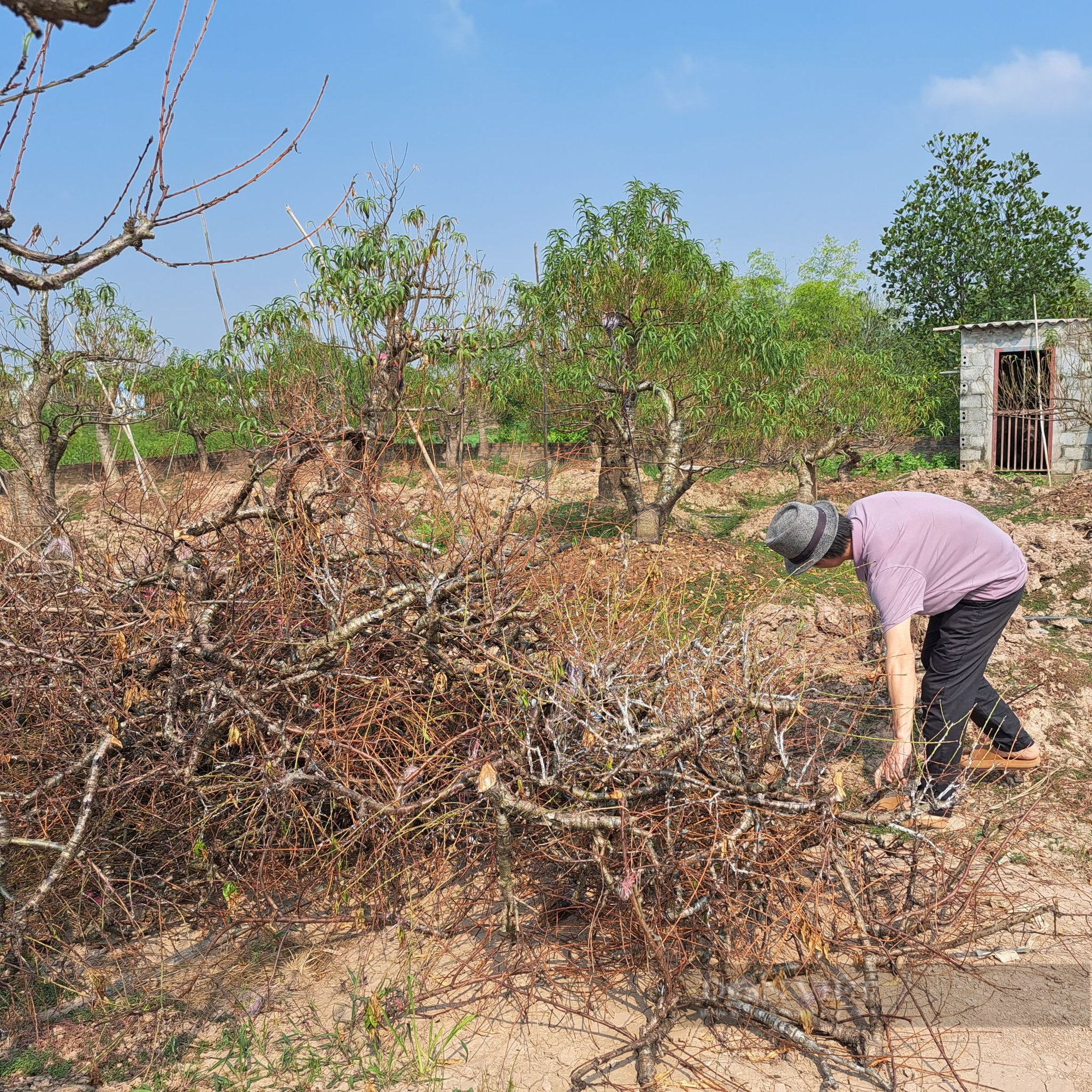 Hàng nghìn gốc đào chết hàng loạt ở Thái Bình, nông dân &quot;mất Tết&quot; vì thiệt hại hàng tỷ đồng - Ảnh 2.