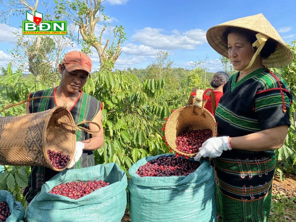 Tỉnh Đắk Nông có diện tích trồng cà phê bao nhiêu ha, cà phê tỉnh này đang xuất khẩu đi bao nhiều quốc gia? - Ảnh 1.