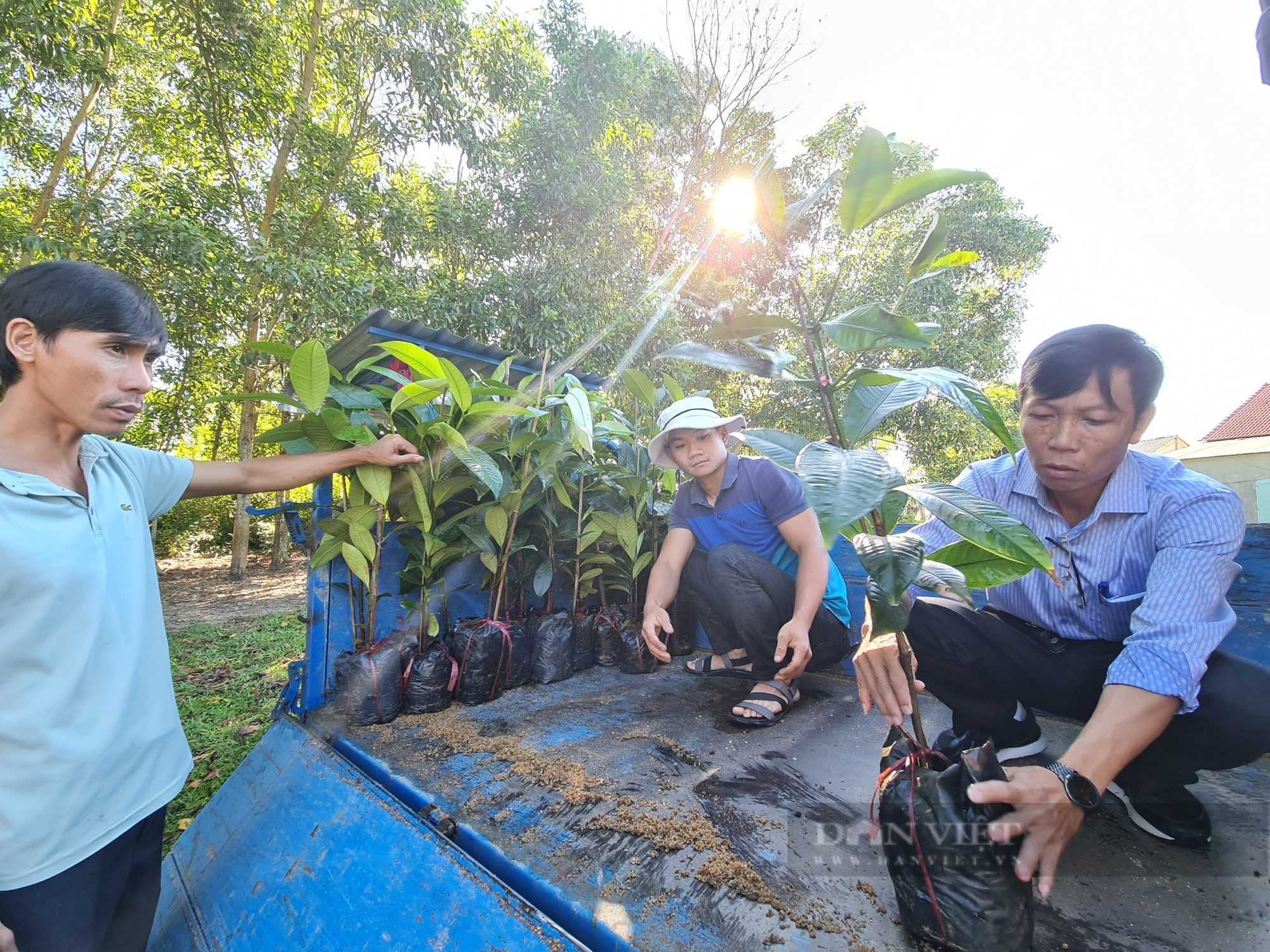 Quảng Nam: Thất thu trái cây mang tên &quot;Nữ Hoàng&quot;  - Ảnh 6.