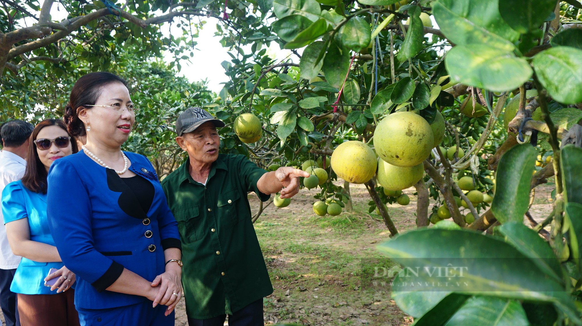 Phó Chủ tịch Hội NDVN Bùi Thị Thơm ấn tượng mô hình trồng nho công nghệ cao của nông dân Hà Nam - Ảnh 1.