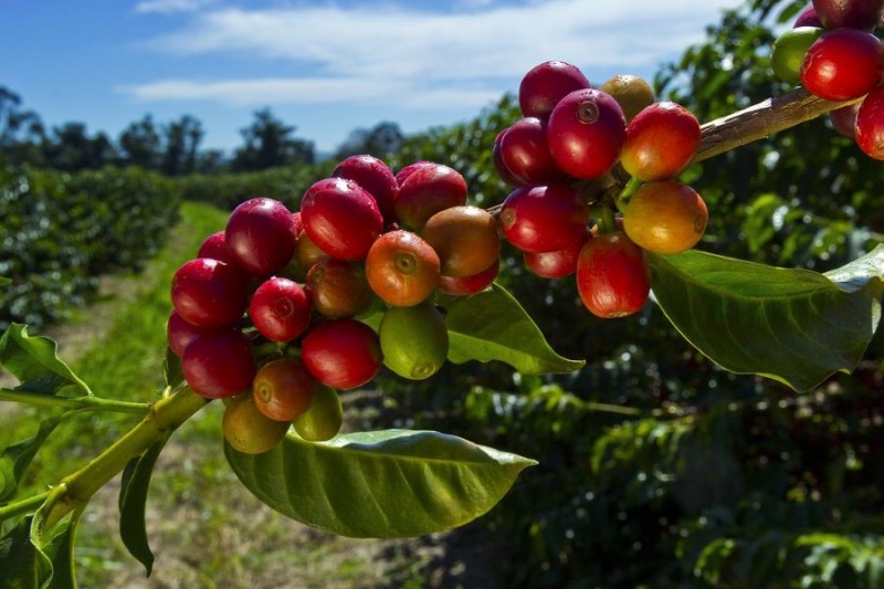 Giá cà phê quay đầu giảm &quot;sốc&quot;, dự báo về vụ thu hoạch ở Việt Nam đang diễn ra - Ảnh 1.