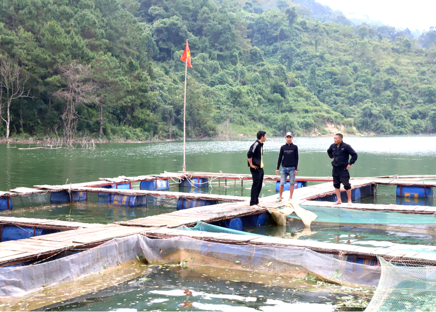 Một người Hà Giang &quot;rót&quot; 500 triệu xuống hồ thủy điện sông Chảy để nuôi loài cá đặc sản - Ảnh 1.