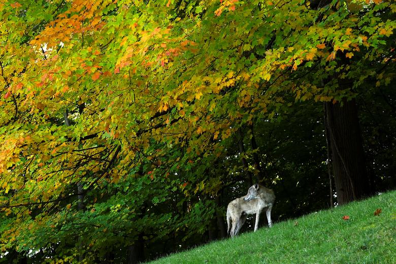 Ngắm loạt ảnh tuyệt đẹp về mùa thu trên khắp thế giới - Ảnh 8.