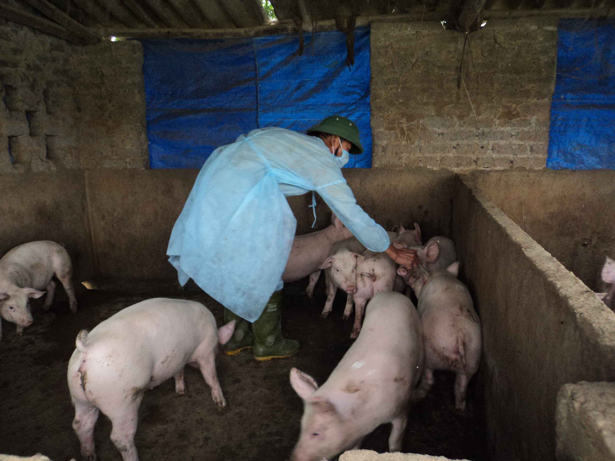 Bộ NNPTNT yêu cầu tiêm phòng vaccine dịch tả lợn châu Phi theo hướng dẫn của Cục Thú y - Ảnh 2.