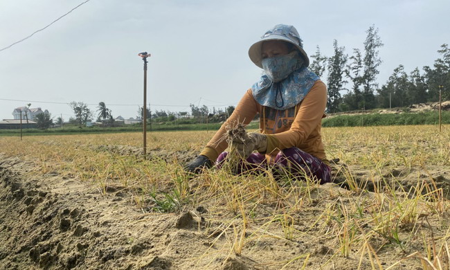 Hàng chục ha trồng hành, trồng kiệu ở Bình Định chết bất thường, dân nhổ bỏ như nhổ cỏ - Ảnh 1.