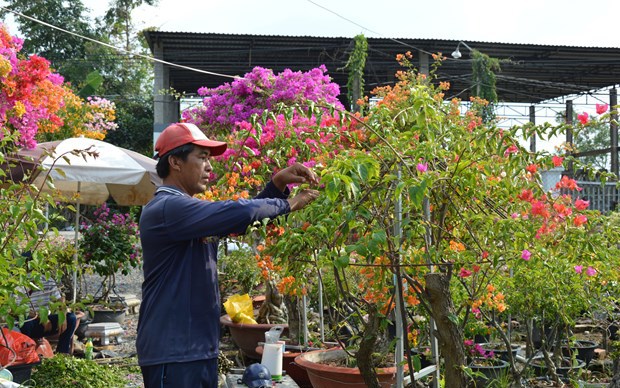 Cả ấp ở Đồng Tháp trồng hoa giấy đẹp &quot;phát hờn&quot;, còn gì vui hơn khi Chủ tịch tỉnh ký công nhận làng nghề