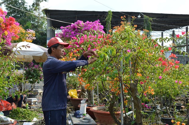 Trồng hoa giấy cả làng ở Đồng Tháp sinh phú quý, Chủ tịch tỉnh ký ...