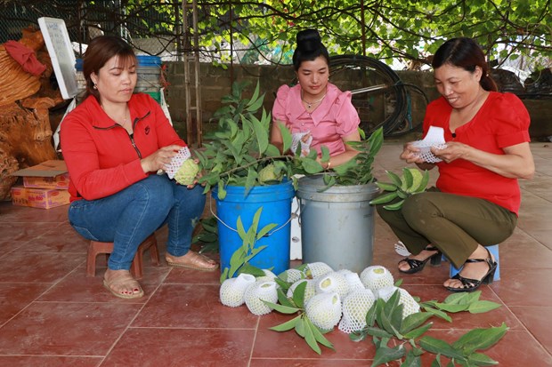 Nữ tỷ phú mát tay trồng những trái na to bự ở Sơn La, mỗi năm thu 1 tỷ từ trồng trọt, chăn nuôi - Ảnh 2.