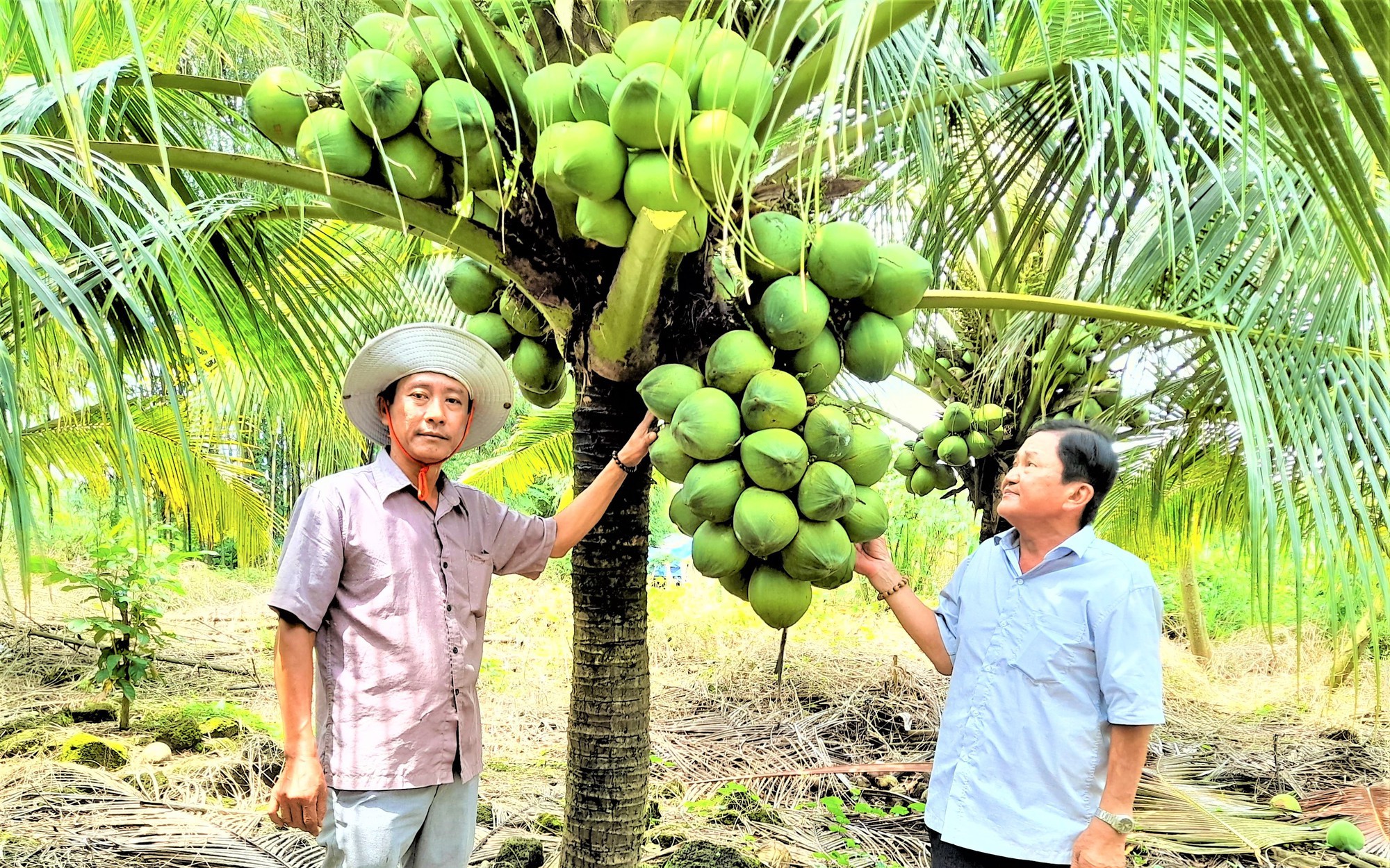 Trồng cây thấp tè đã ra vô số trái, dân nơi này của Đồng Nai hái xếp la liệt, bao nhiêu cũng bán hết