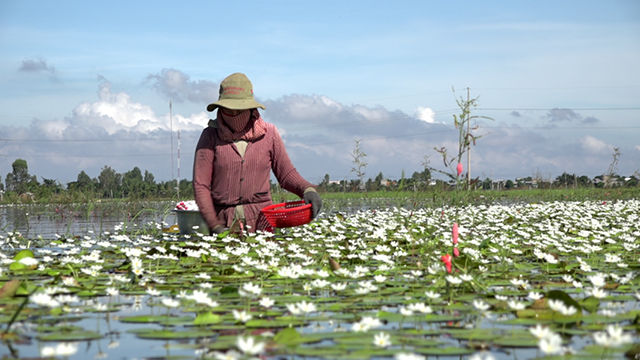 Trên đồng nước nổi mênh mông ở Đồng Tháp đang nở rộ loài hoa gì trắng miên man khiến dân mạng phát sốt? - Ảnh 1.