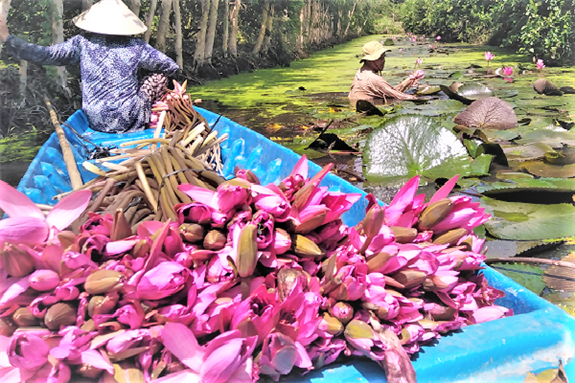 Đào mương trong vườn trồng thứ cây cảnh ưa nước, nhổ bông bán làm rau sạch, dân Hậu Giang ở đây sống khỏe - Ảnh 1.