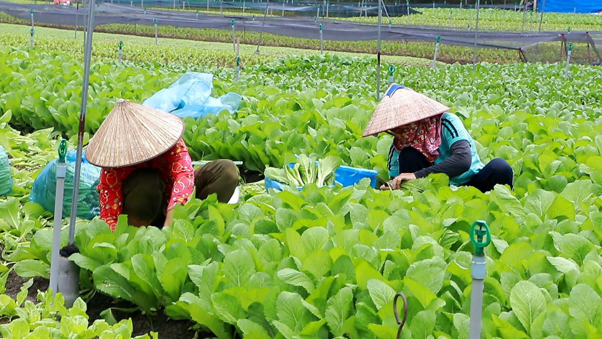 Chuyển dịch cơ cấu nông nghiệp đô thị, nằm trong chương trình phục hồi kinh tế xã hội của TP.HCM - Ảnh 1.