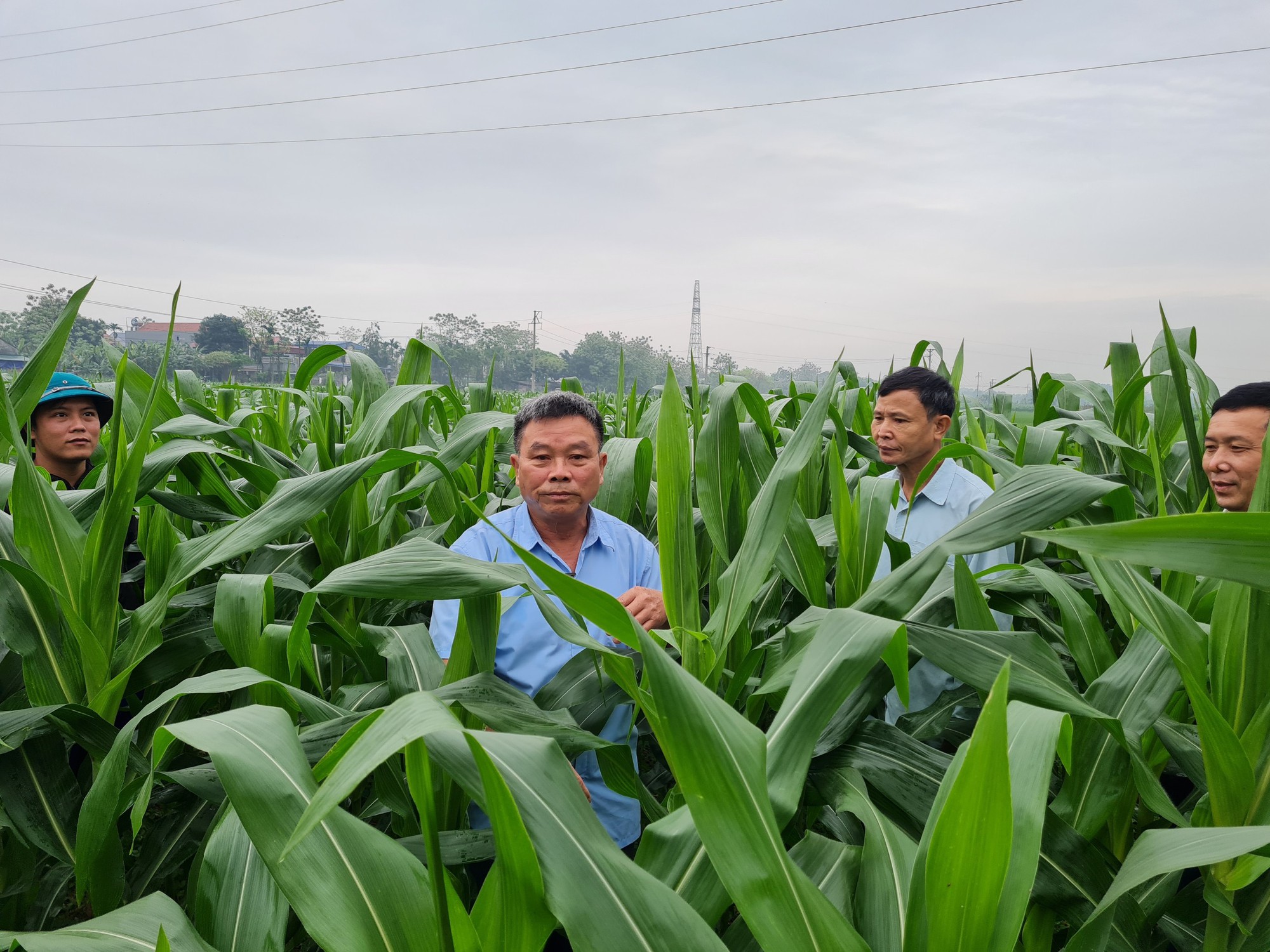 Trung Quốc, Ấn Độ đã thay đổi chính sách với các giống biến đổi gen như thế nào? - Ảnh 1.