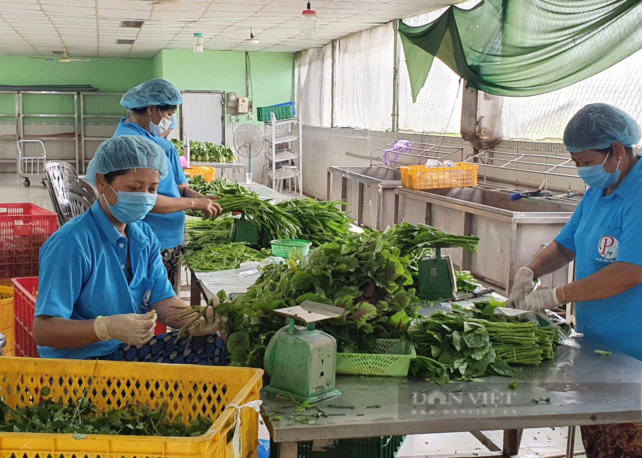 Nông dân TP.HCM làm giàu nhờ chính sách hỗ trợ chuyển dịch cơ cấu nông nghiệp đô thị - Ảnh 1.