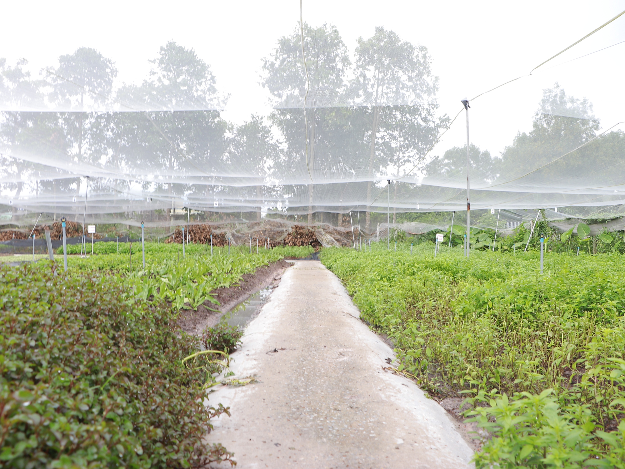 Phát triển nông nghiệp hữu cơ, góp phần chuyển dịch cơ cấu nông nghiệp trên địa bàn TP.HCM - Ảnh 3.