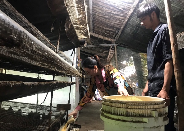  Nuôi loài chim bé như nắm tay, &quot;đẻ tối ngày&quot;, đếm không xuể, vợ chồng anh nông dân Cà Mau khá giả - Ảnh 1.