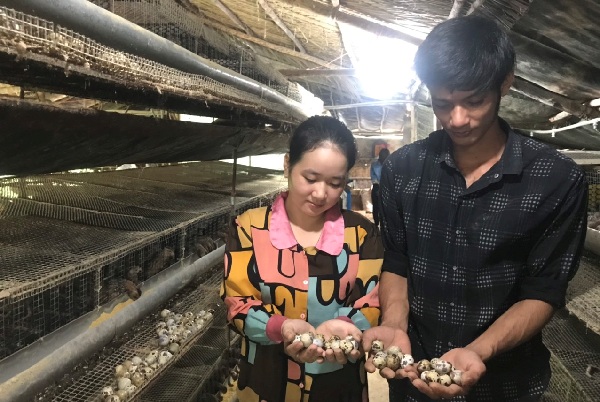  Nuôi loài chim bé như nắm tay, &quot;đẻ tối ngày&quot;, đếm không xuể, vợ chồng anh nông dân Cà Mau khá giả - Ảnh 3.