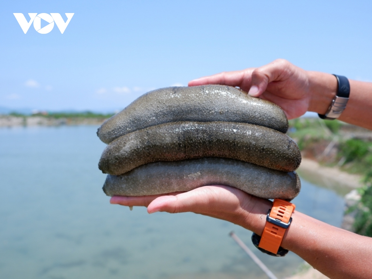 Nuôi hải sâm cát: Hướng chuyển đổi phù hợp ở ven biển Nam Trung bộ - Ảnh 2.