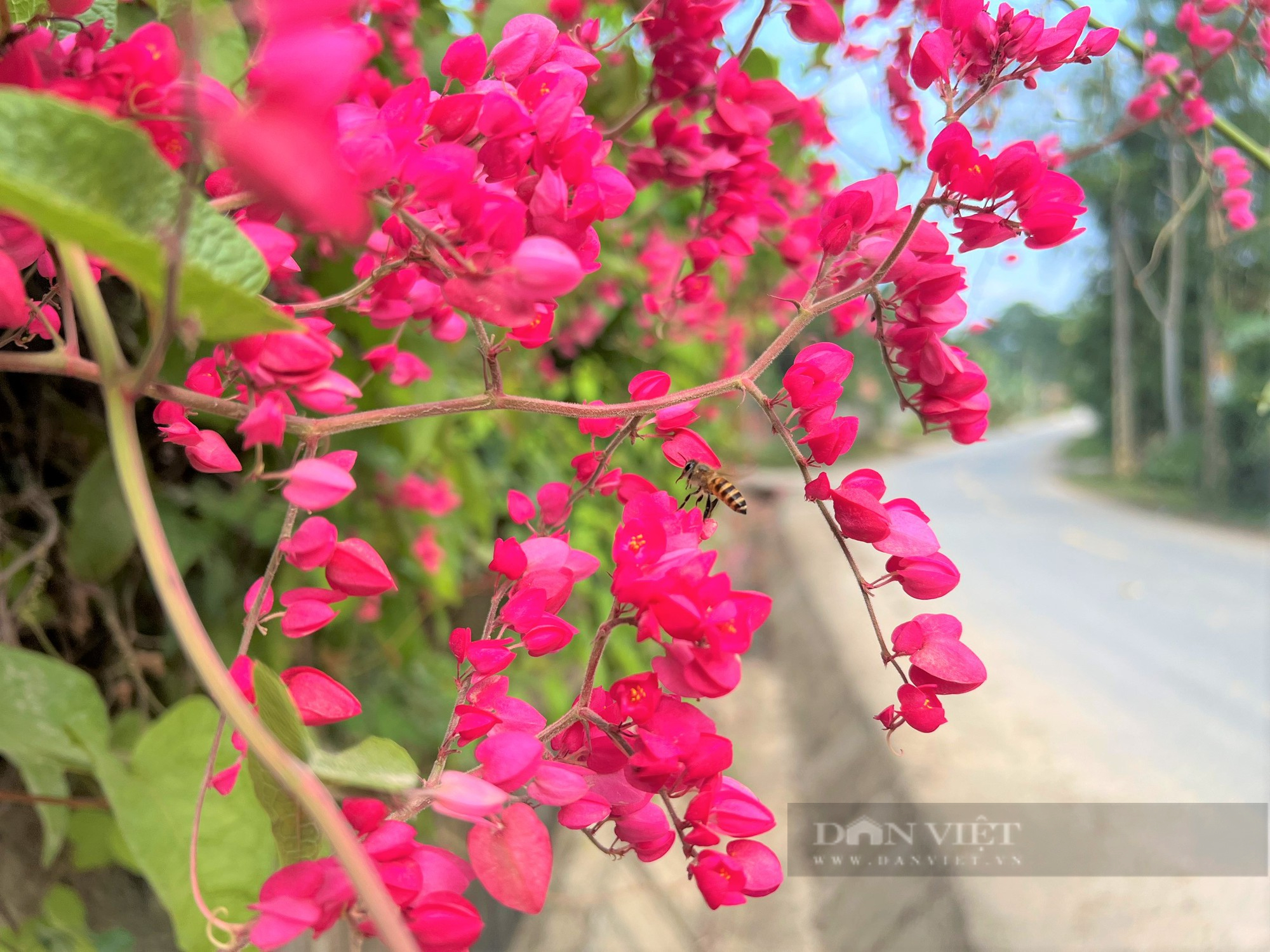 Rực sắc màu cung đường hoa tigôn ở huyện miền núi Hà Tĩnh - Ảnh 6.