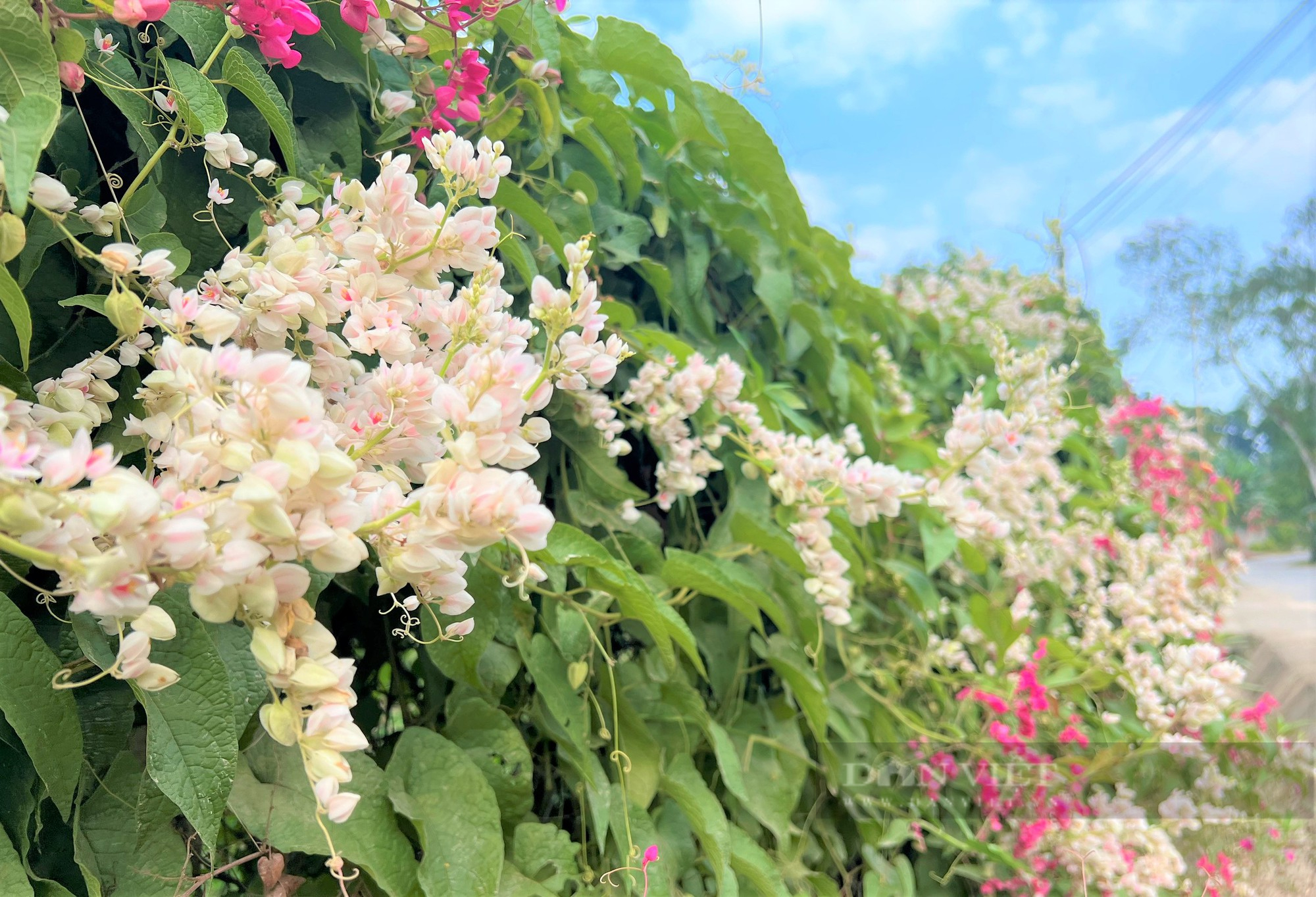Rực sắc màu cung đường hoa tigôn ở huyện miền núi Hà Tĩnh - Ảnh 7.