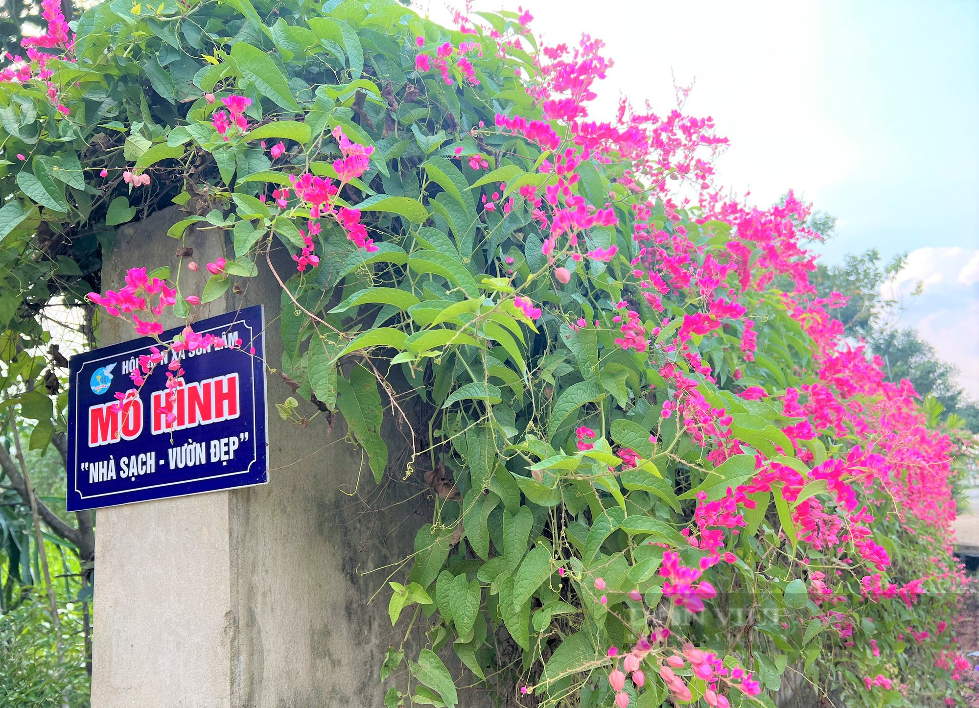 Rực sắc màu cung đường hoa tigôn ở huyện miền núi Hà Tĩnh - Ảnh 3.