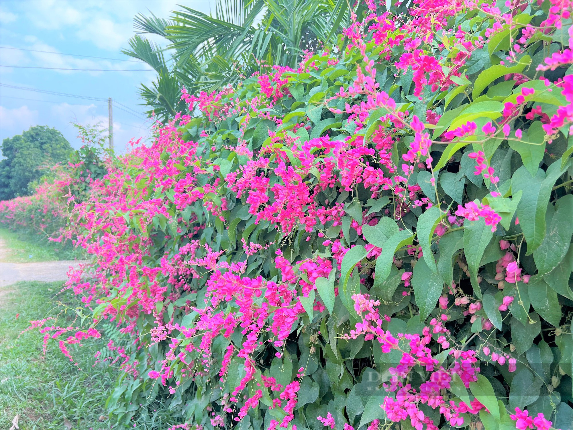 Rực sắc màu cung đường hoa tigôn ở huyện miền núi Hà Tĩnh - Ảnh 8.