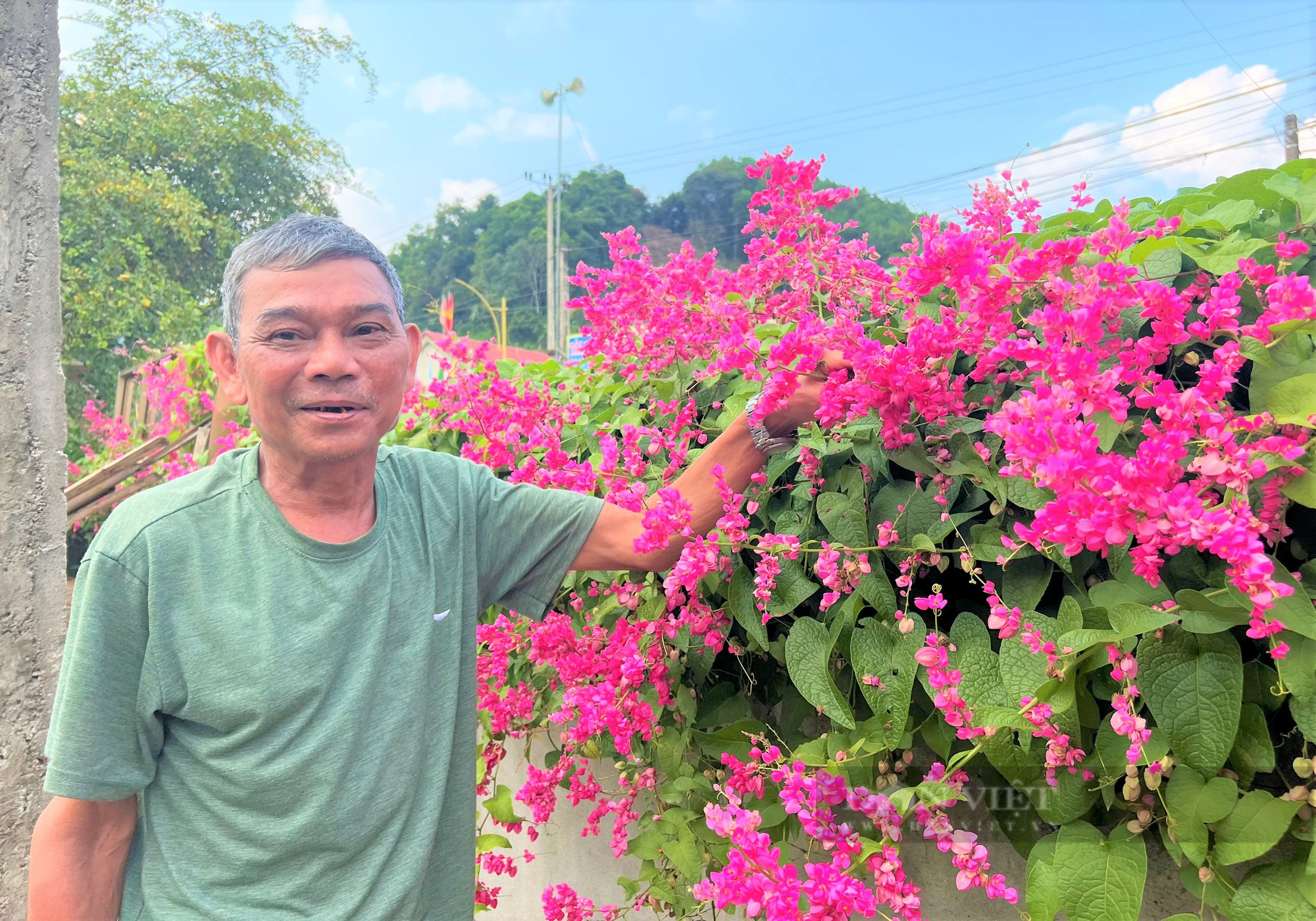 Rực sắc màu cung đường hoa tigôn ở huyện miền núi Hà Tĩnh - Ảnh 2.