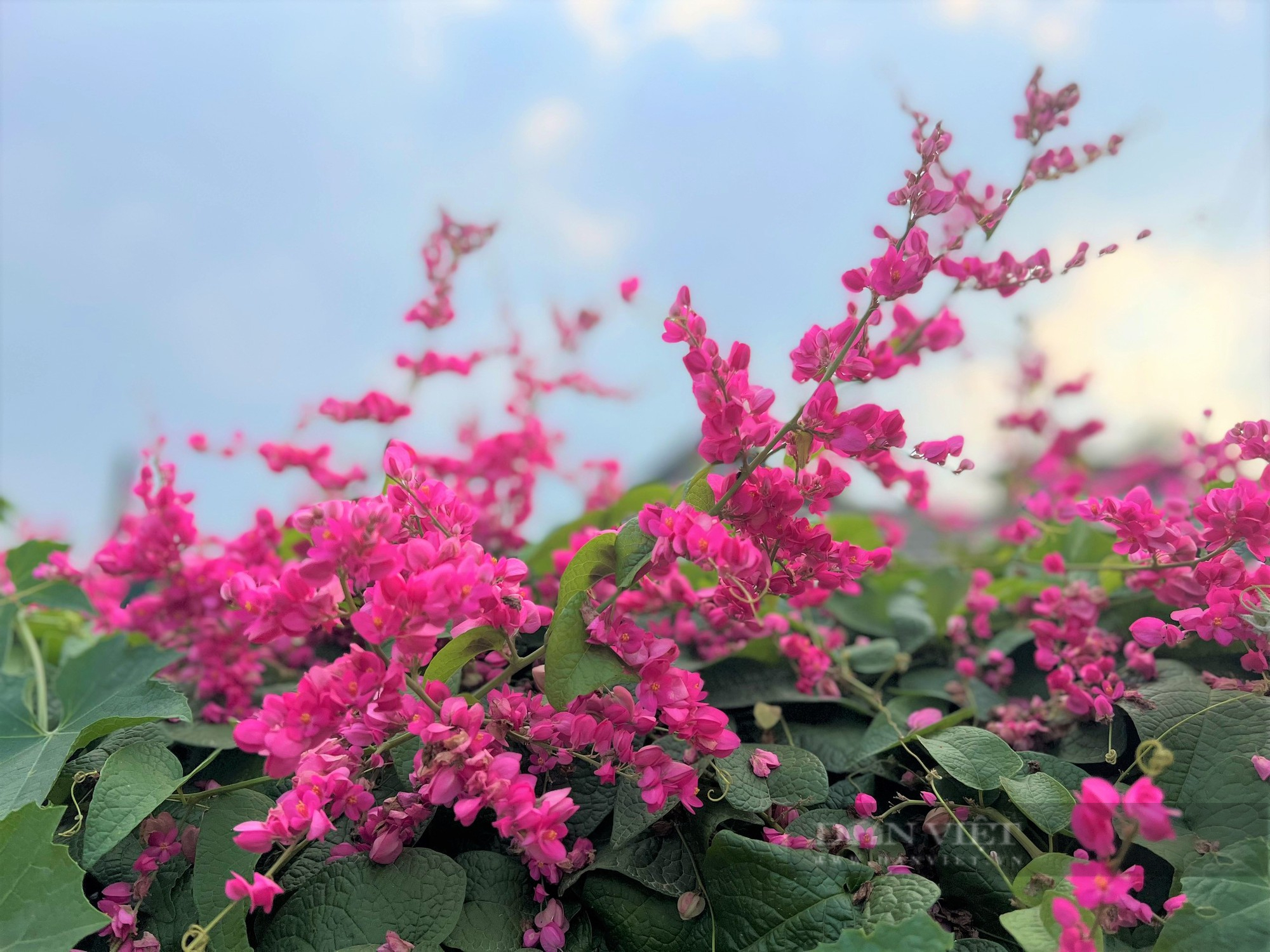 Rực sắc màu cung đường hoa tigôn ở huyện miền núi Hà Tĩnh - Ảnh 11.