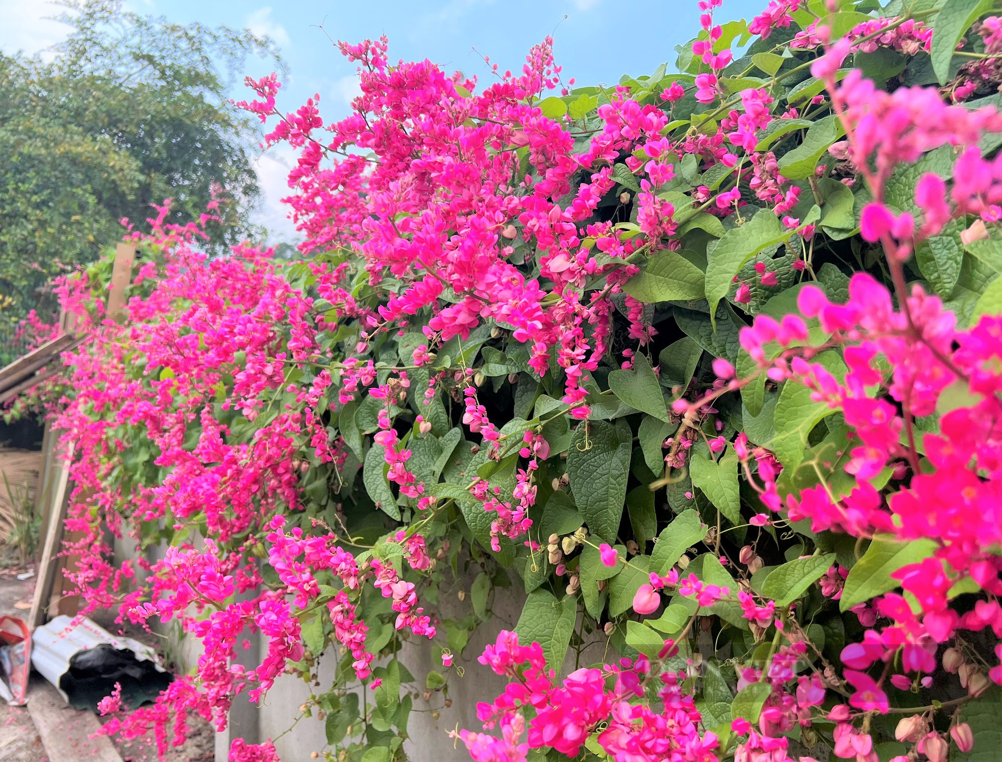 Rực sắc màu cung đường hoa tigôn ở huyện miền núi Hà Tĩnh - Ảnh 10.
