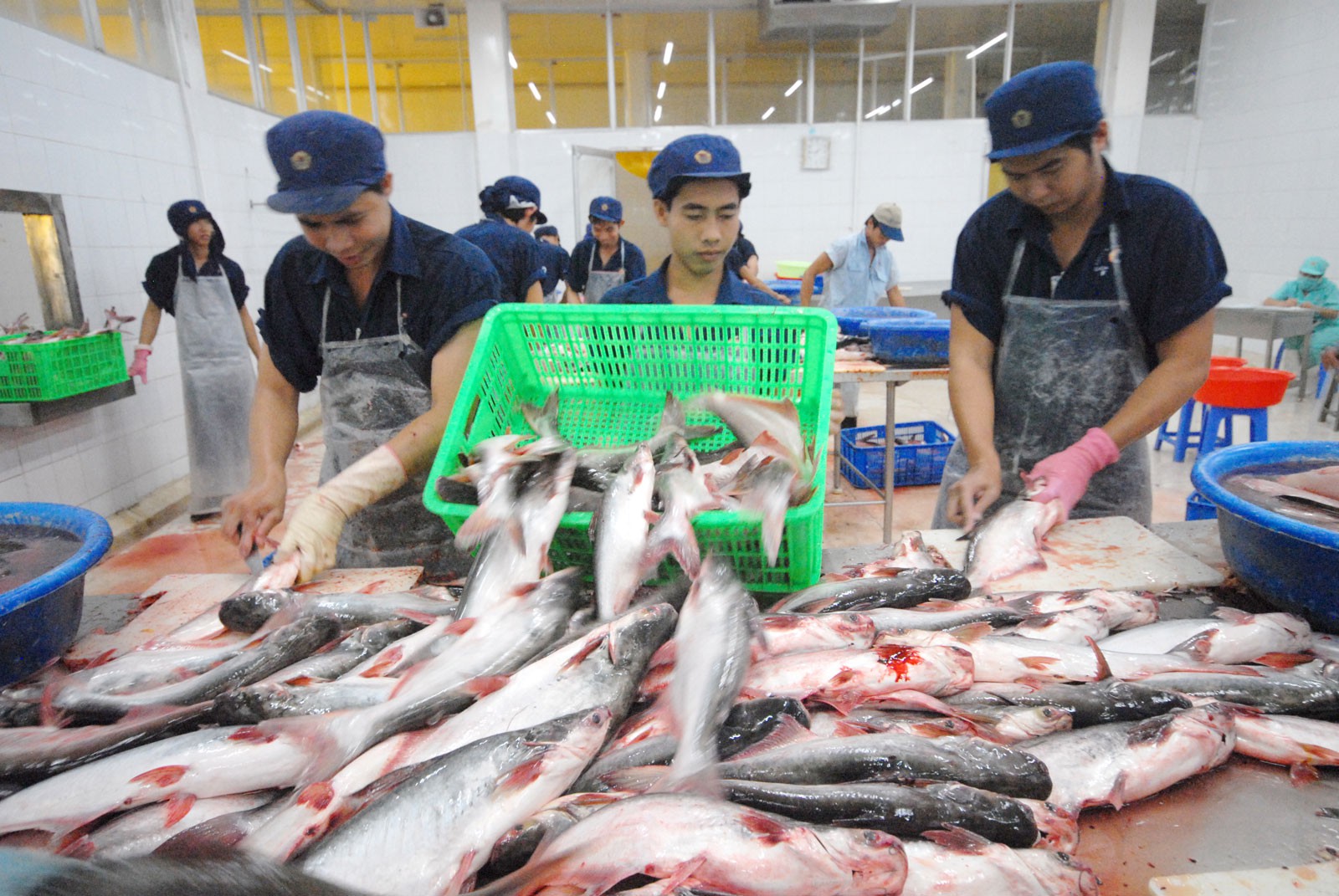 Một loài cá thịt trắng, không vảy được Trung Quốc, Mỹ ráo riết thu mua, Việt Nam thu về hơn 2,2 tỷ USD - Ảnh 1.