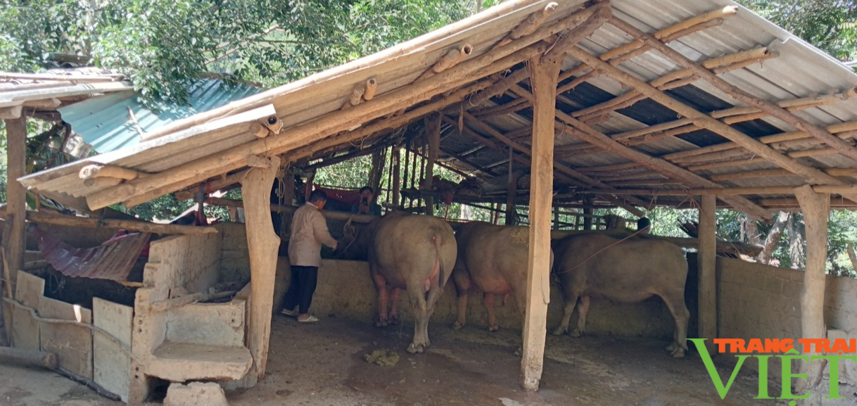 Nuôi trâu, bò nhốt chuồng, nông dân Sơn La có "Của ăn, của để"