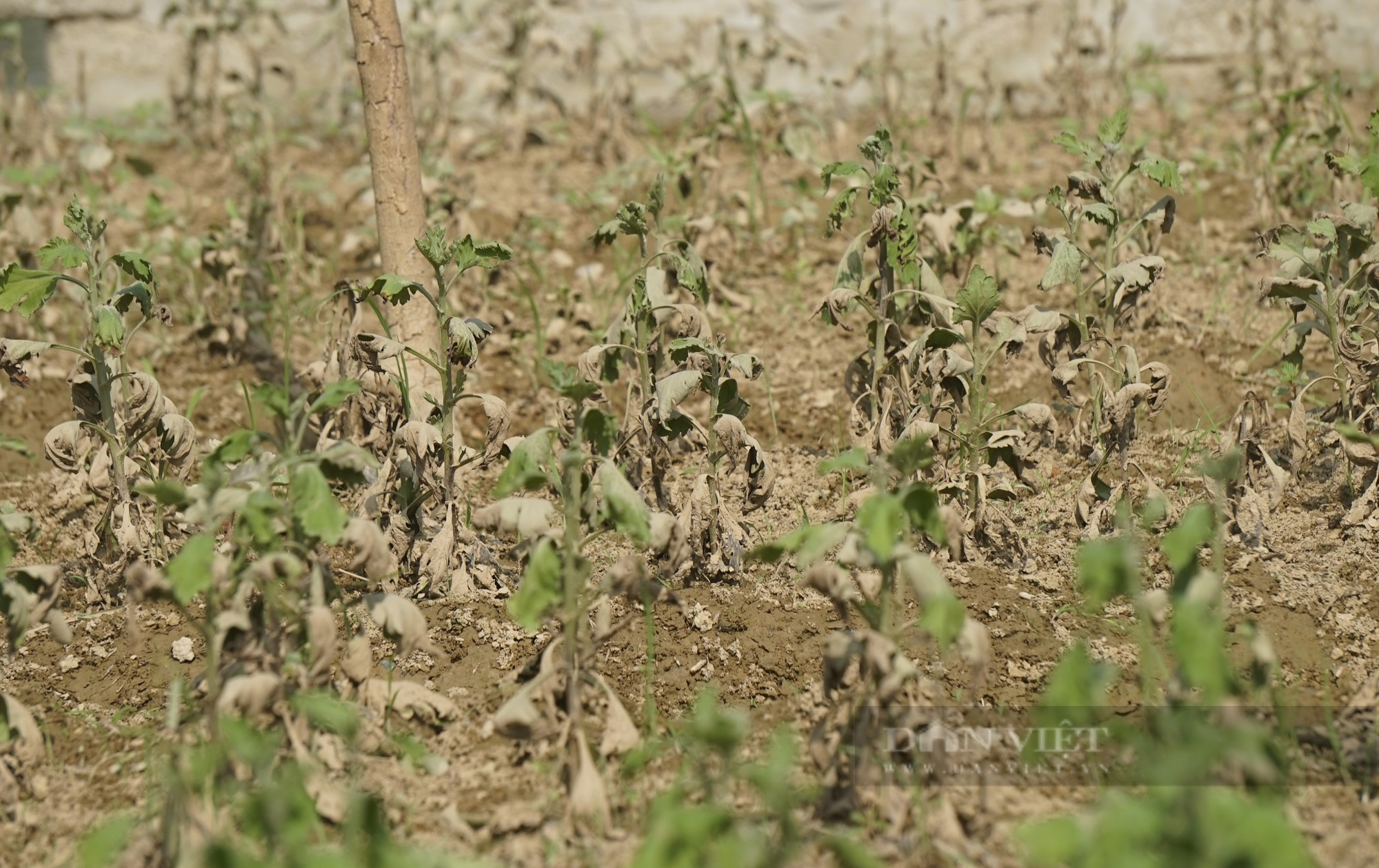 Hoa héo, chết hàng loạt, nông dân tỉnh Nghệ An lo mất Tết - Ảnh 4.