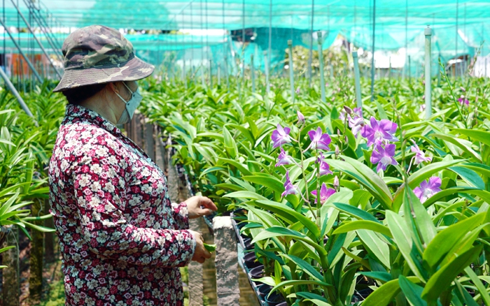 HTX Hoa Lan Việt sản xuất, tiêu thụ hoa lan thành công nhờ liên kết chuỗi