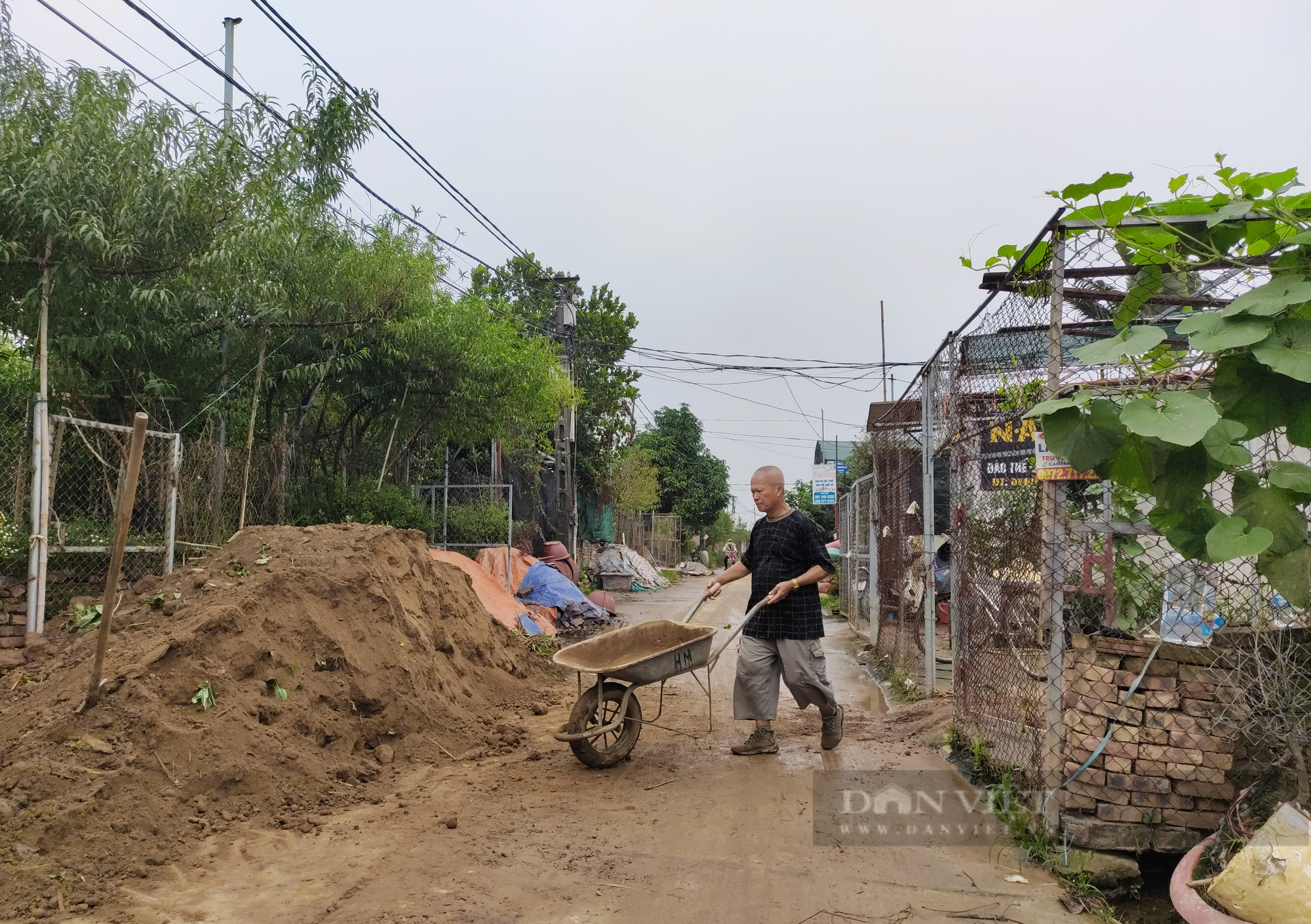 Người Nhật Tân hối hả tuốt lá đào chuẩn bị đón Tết Nguyên đán Quý Mão - Ảnh 4.