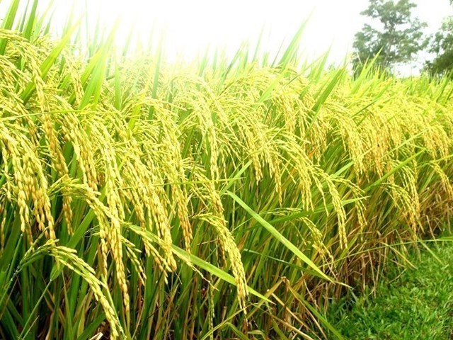 Xuất khẩu gạo sang Indonesia tăng đột biến, cảnh báo rủi ro - Ảnh 2.