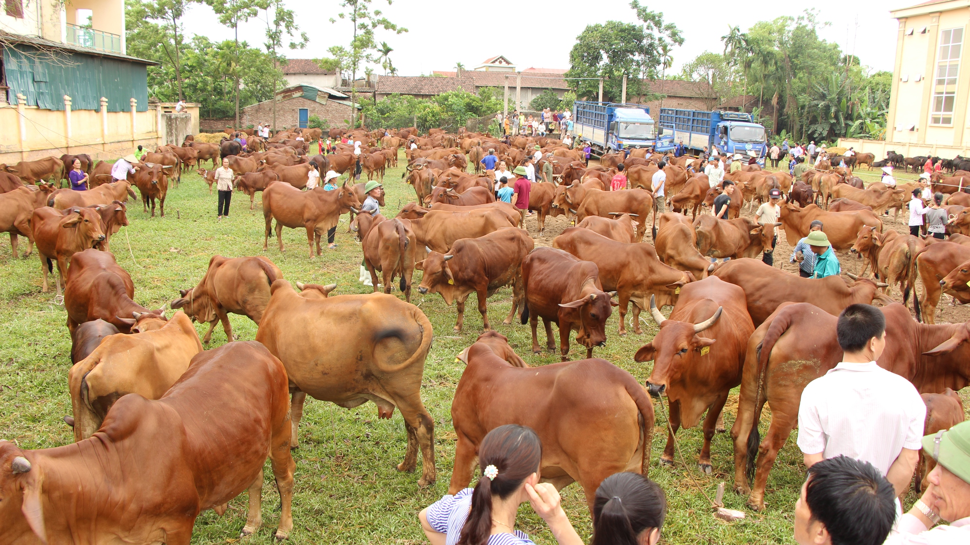 Hà Nội bảo vệ đàn gia súc, gia cầm hàng triệu con khi vào mùa đông, rét đậm rét hại - Ảnh 2.